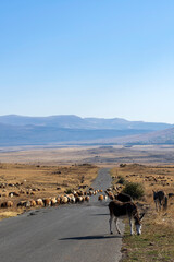 When on the road in Armenia pay attention to pot holes and cattle. Both are very common.