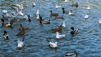 Fototapeta premium Beautiful ducks swim on the lake in autumn