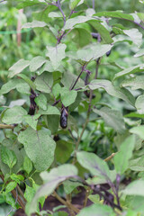 Abundance eggplants bush with teardrop shape fruits at backyard garden in Texas, USA