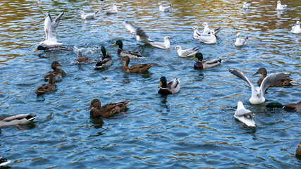 Beautiful ducks swim on the lake in autumn