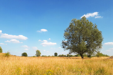 Fototapeta na wymiar summer landscape with a single tree in a field with yellow grass and sunlight