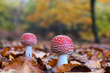 The white spotted red mushroom 'fly agaric' during the autumn months