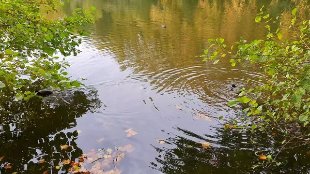 Mare &agrave; canards dans un espace vert