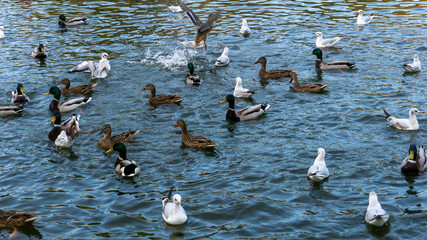 Beautiful ducks swim on the lake in autumn