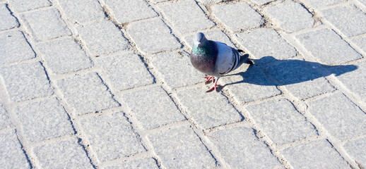 Hungry pigeon on the street in sunny day