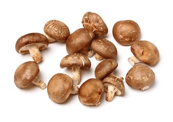 Shiitake mushroom on the White background 