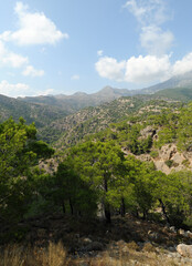 Fototapeta na wymiar Forêt de pins de Calabre (Pinus brutia) dans le massif du Thrypti près du village d'Orino à Iérapétra en Crète