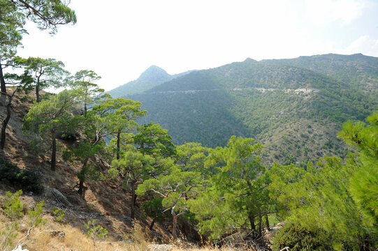 For&ecirc;t de pins de Calabre (Pinus brutia) dans le massif du Thrypti pr&egrave;s du village d'Orino &agrave; I&eacute;rap&eacute;tra en Cr&egrave;te