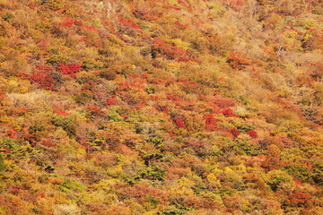 湯布院の紅葉