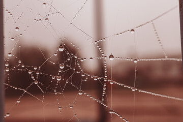  little soft water drops on a spider web on an autumn day close-up outdoors