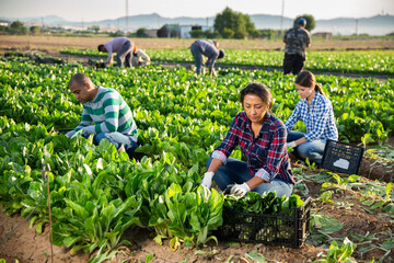 Latino female worker sorting and cleans mangold on farm plantation