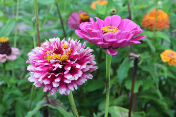 Pink zinnia flowers  in the garden