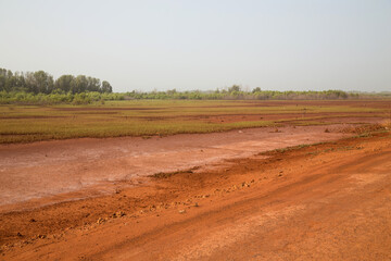 Fototapeta na wymiar the swamps of Bissau