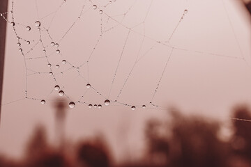  little soft water drops on a spider web on an autumn day close-up outdoors
