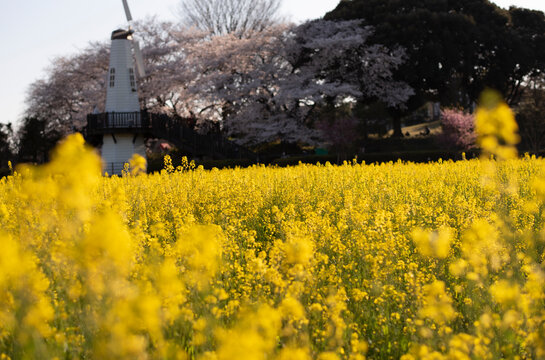 菜の花畑の向こうに桜と風車がある春の景色