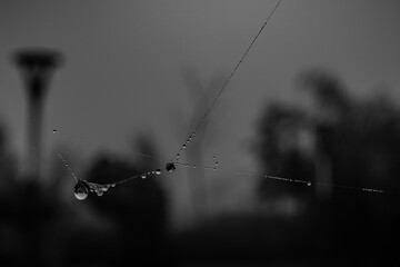  little soft water drops on a spider web on an autumn day close-up outdoors