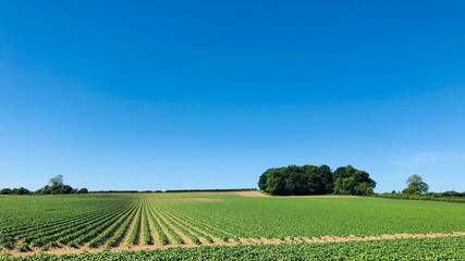Field of potatoes in May with a clear blue sky, North Yorkshire, England, United Kingdom
