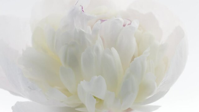 Beautiful white Peony background. Blooming peony flower open, time lapse, close-up. Wedding backdrop, Valentine's Day concept. 4K UHD video timelapse. 