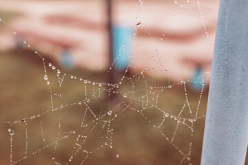  little soft water drops on a spider web on an autumn day close-up outdoors