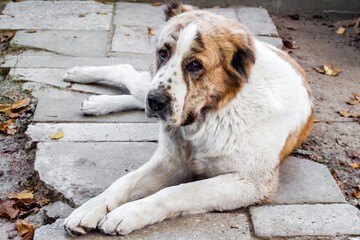 Naklejka na ściany i meble Lying Central Asian Shepherd (Alabai) dog
