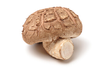 Shiitake mushroom on the White background 