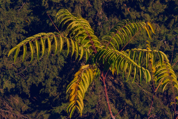 Fern