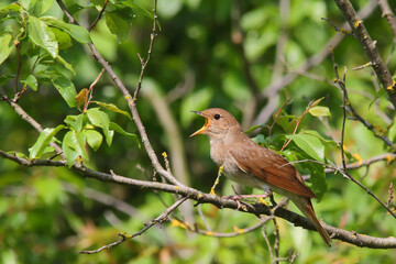 Thrush nightingale. Singing bird in spring. Luscinia luscinia