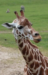 Giraffe - head and neck close up with tongue out