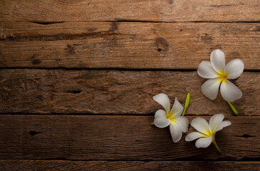 Fototapeta na wymiar White Frangipani on wooden background , Plumeria Flower