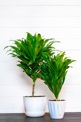 green fragrant dracaena plant isolated on white background on wooden table House plant, home decor concept