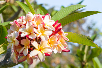 Bouquet of beautiful frangipani (plumeria) on tree.