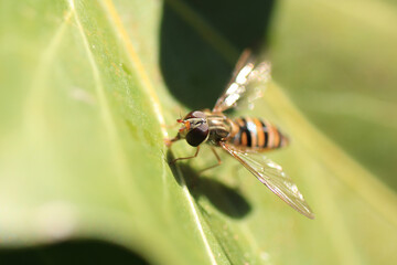 Macro shot of a Episyrphus balteatus a species of hoverfly sitting on a flower