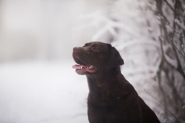  labrador retriever in snow