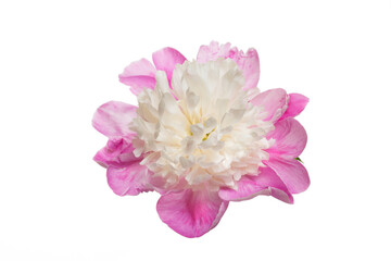 Beautiful white-pink peony flower isolated on white background.