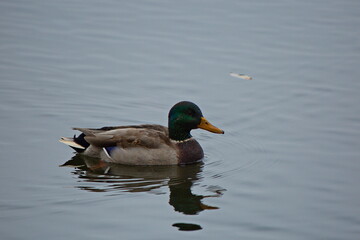 Ducks on the water of an autumn pond.