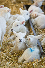 New born Lleyn lambs at lambing time, UK