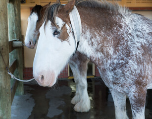 Clydesdale horses in stable after being washed down