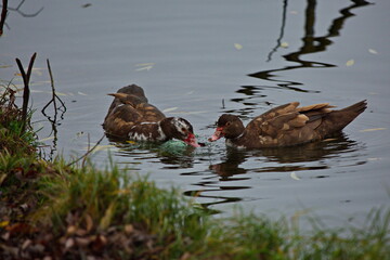 Ducks eating a plastic bag with leftover food.