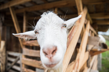 White goat stays in the pen on the farm