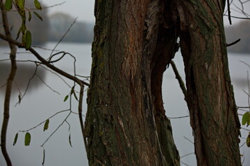 The split trunk of an old tree on the bank of a pond.