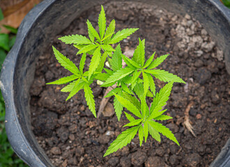 Close-up of cannabis plant growing at outdoors marijuana farm. The texture of marijuana leaves. Space for text. Concept of cannabis plantation for medical