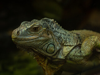 Fototapeta premium Green Iguana close-up on a dark background