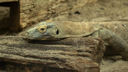 the Komodo dragon dozing on the tree