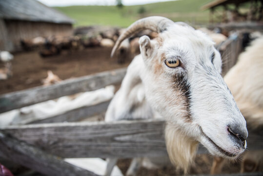 White goat stays in the pen on the farm