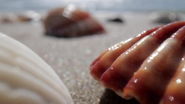 Close up footage of sea shell on beach