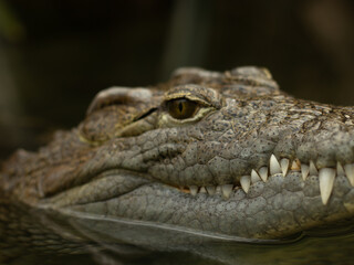 Close up of a gray crocodile