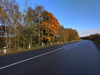 Fototapeta premium road in autumn forest