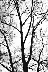 silhouette of a tree in winter