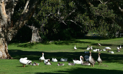 Flock of goose at green field