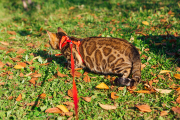 Cute little bengal kitty walking on the green grass and fallen autumn leaves